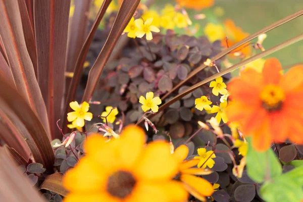背景をぼかした写真に美しい黄色の花のクローズ アップ — ストック写真