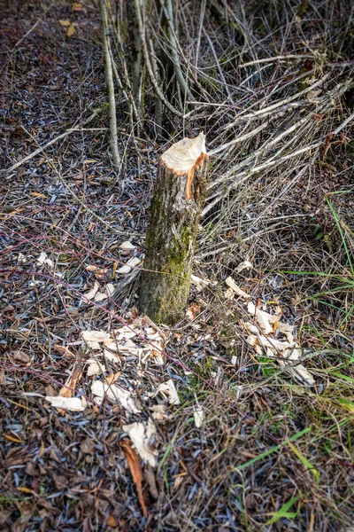 Biber Beschädigen Baum — Stockfoto