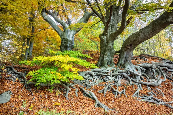 Blick Auf Herbstbäume Mit Gelben Blättern Auf Ästen — Stockfoto