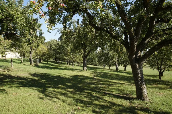 Apple Träd Med Frukter Trädgården — Stockfoto