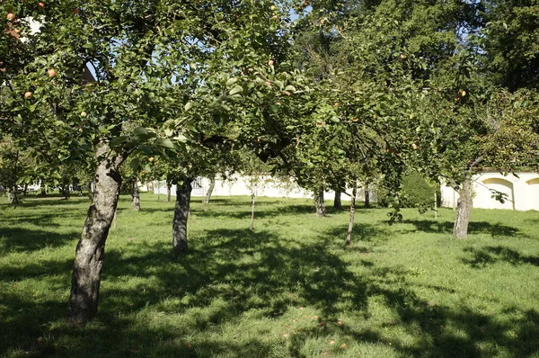 Apple Träd Med Frukter Trädgården — Stockfoto