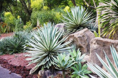 Kılıç gibi yapraklarla bahçede büyüyen tropikal bitki 