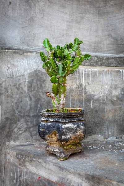 Spiny Groene Cactus Groeit Een Grungy Oude Verweerde Zwarte Pot — Stockfoto