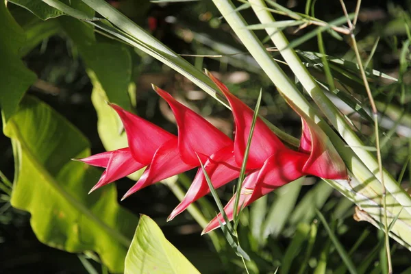 Flor Vermelha Colorida Planta Bromélia Exuberante Jardim Verde — Fotografia de Stock