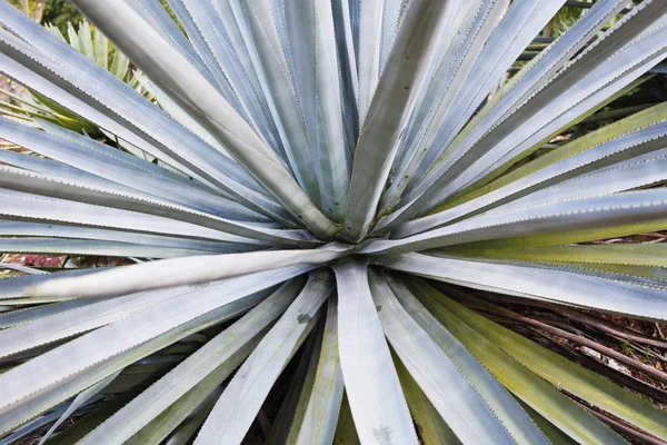 Tropische Planten Met Zwaard Achtige Bladeren Groeien Tuin — Stockfoto