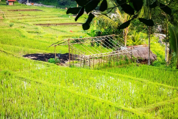 在巴厘岛稻田小屋的看法 印度尼西亚 — 图库照片