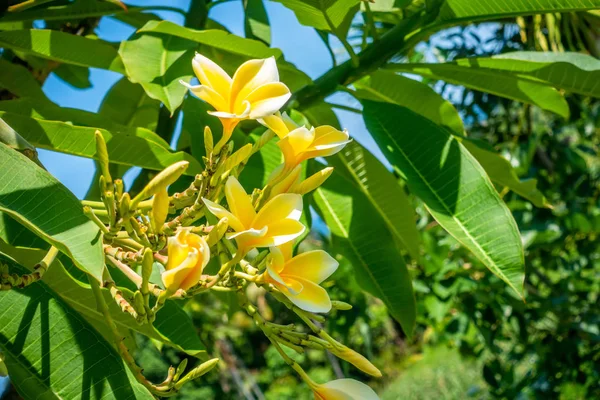 Желтое Оперение Цветы Франджипани Дереве Тропическом Саду — стоковое фото