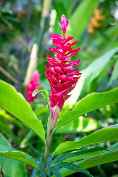 Close Flor Vermelha Tropical Bali Indonésia — Fotografia de Stock