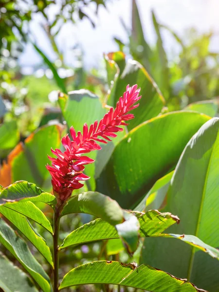 Close Flor Vermelha Tropical Bali Indonésia — Fotografia de Stock