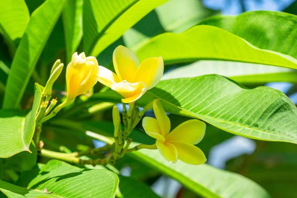 Plumeria Amarela Flores Frangipani Árvore Jardim Tropical — Fotografia de Stock