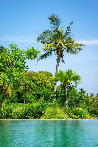 棕榈树在游泳池在蓝天背景背景 — 图库照片