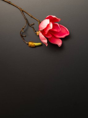 Manolya çiçek, metin için yer siyah zemin üzerine