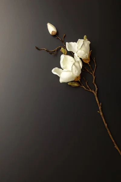 magnolia flowers on black background with space for your text