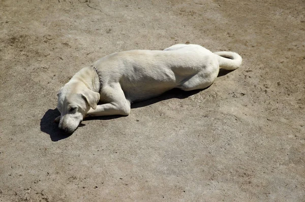 Image Sleeping Dog Bali Indonesia — Stock Photo, Image
