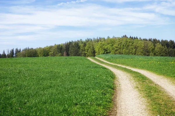 Ścieżka Zielony Łąka Natura Krajobraz Krajobraz — Zdjęcie stockowe