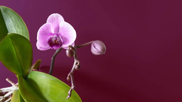 粉红色的蝴蝶兰花的特写 — 图库照片