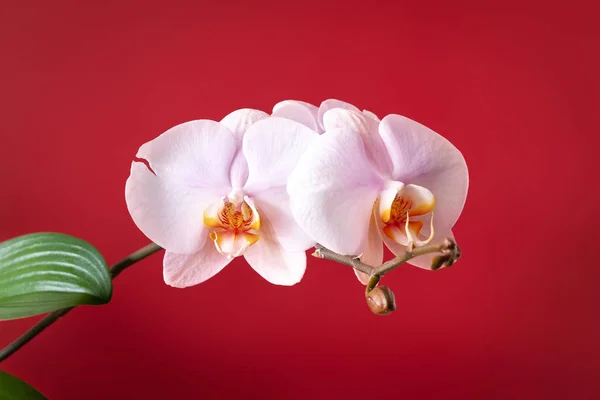 Közelkép Rózsaszín Phalaenopsis Orchidea Virág — Stock Fotó