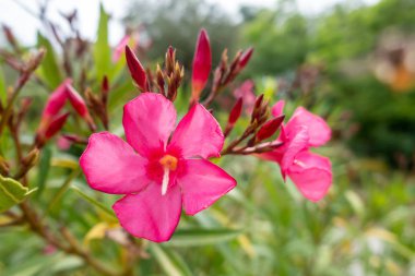 An image of a red Oleander plant flower blossom clipart