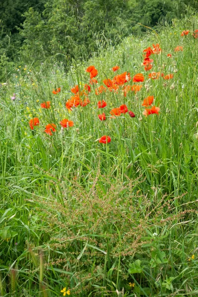 View Beautiful Poppy Field Italy — Stock Photo, Image