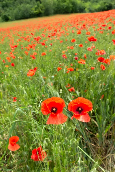 Uitzicht Prachtige Descriptie Italië — Stockfoto