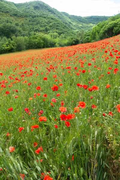 Een Beeld Van Een Mooie Klaproos Veld Italië — Stockfoto