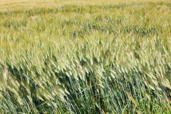 Een Afbeelding Van Een Typische Tarwe Veld Achtergrond — Stockfoto