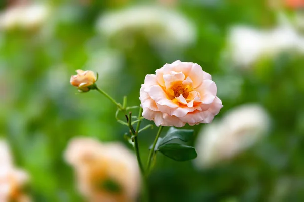 Primer Plano Rosas Sobre Fondo Borroso —  Fotos de Stock