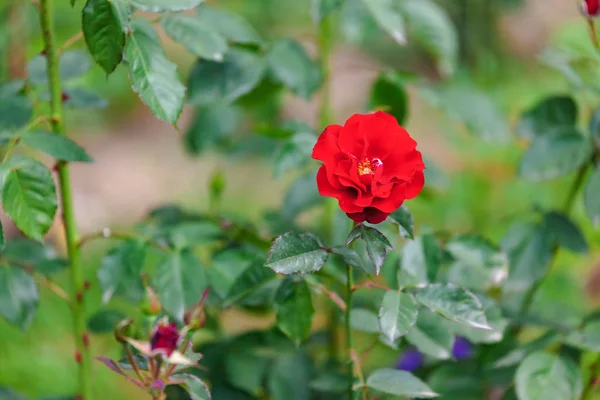 Primer Plano Rosas Sobre Fondo Borroso —  Fotos de Stock