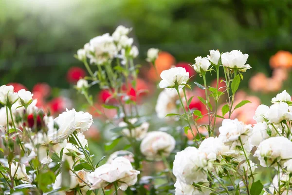 Uma Imagem Uma Rosa Jardim — Fotografia de Stock