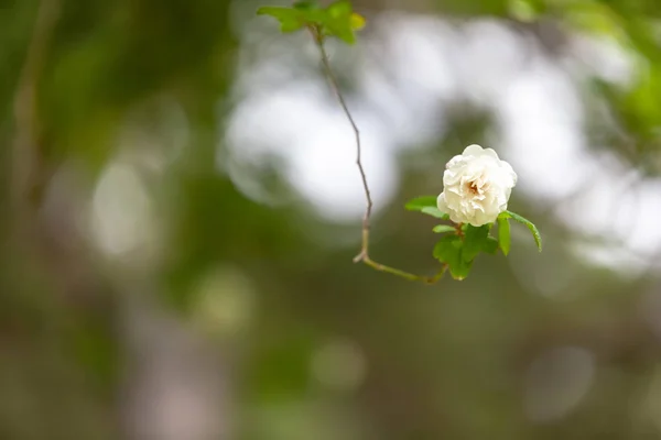 Een Afbeelding Van Een Roos Tuin — Stockfoto