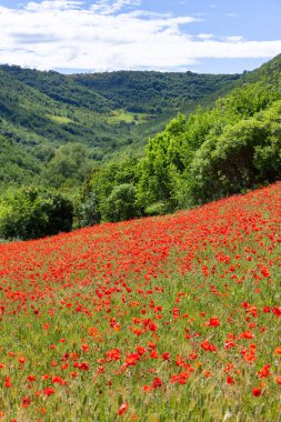 İtalya'da güzel bir haşhaş tarlası görüntüsü