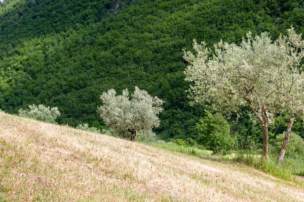 イタリアの古いオリーブの木の画像 — ストック写真