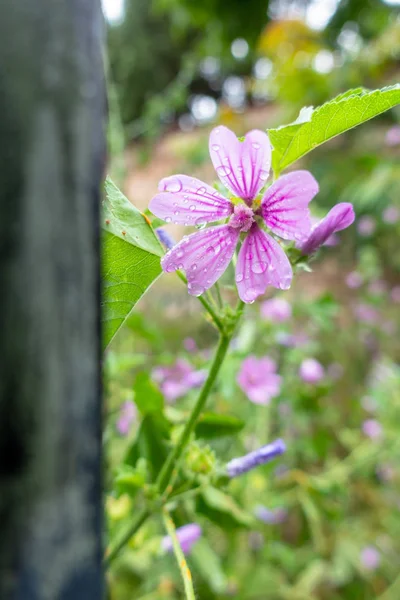 紫色花的绿色细节草地的图像 — 图库照片