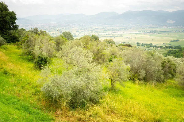 Ein Bild Alter Olivenbäume Italien — Stockfoto