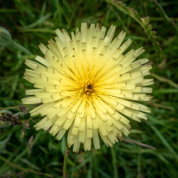Bir Vahşi Sarı Çiçek Talya Bir Görüntü — Stok fotoğraf