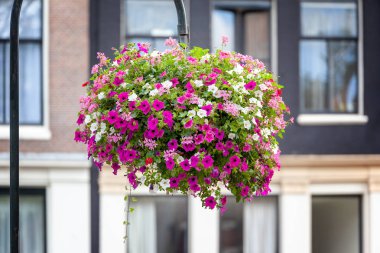 Amsterdam'da bazı petunya çiçek bir görüntü