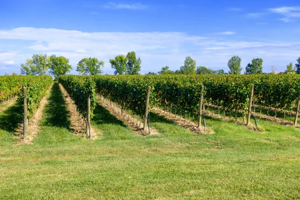 Typische Weinberge Norditalien Trentino — Stockfoto