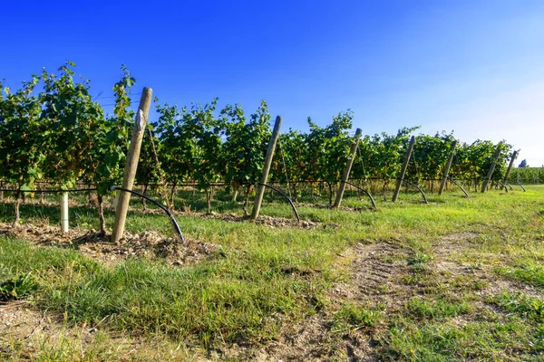 Typische Weinberge Norditalien Trentino — Stockfoto