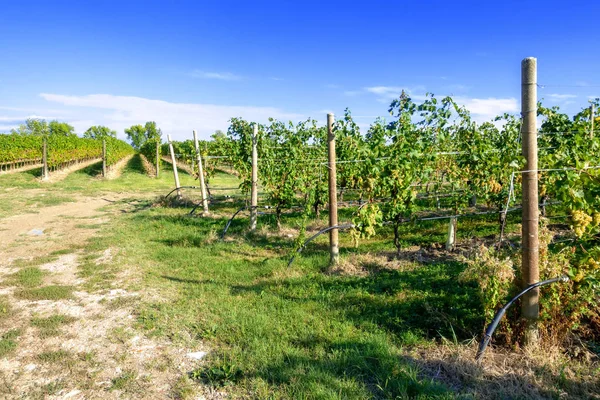 Typowa Winnica Północnej Prowincji Trydent Włochy — Zdjęcie stockowe