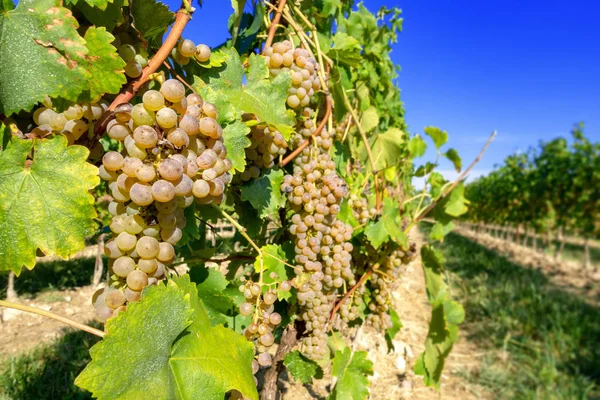 Typische Wijngaard Noord Italië Trentino — Stockfoto