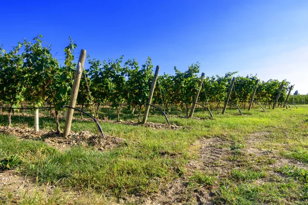 Typical Vineyard Northern Italy Trentino Royalty Free Stock Photos