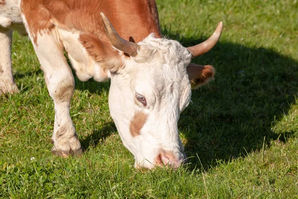 Kuh Weidet Auf Grünem Gras — Stockfoto