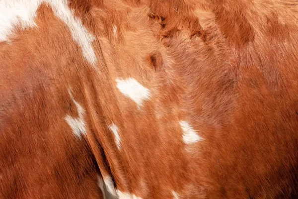 Brown cowhide background texture — Stock Photo, Image