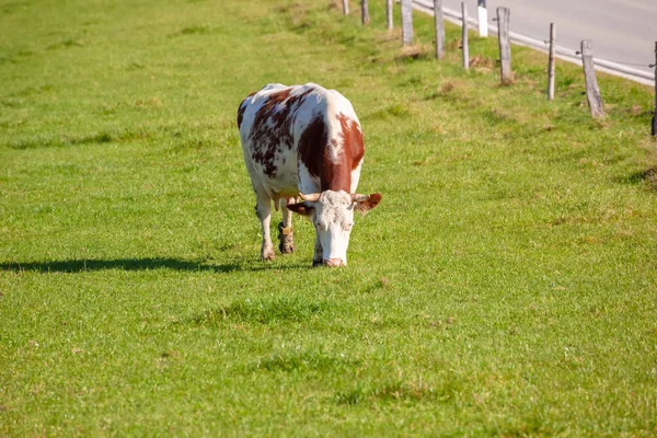 Kuh Weidet Auf Grünem Gras — Stockfoto
