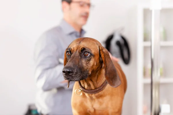 Bawarski pies spawalniczy Pielęgnacja — Zdjęcie stockowe