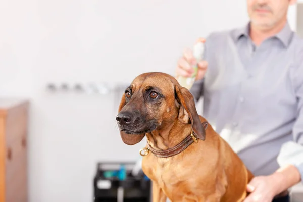 Aseo de perro de soldadura bávaro — Foto de Stock