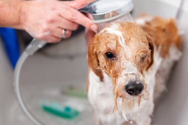 Erkek el sevimli köpek banyo görünümünü