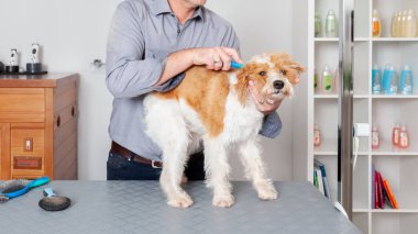 Tatlı Köpek Bakım