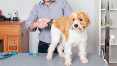 Tatlı Köpek Bakım