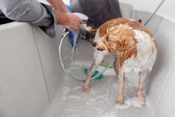 Vista Mani Maschili Fare Bagno Cane Carino — Foto Stock